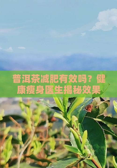 云南普洱茶减肥不