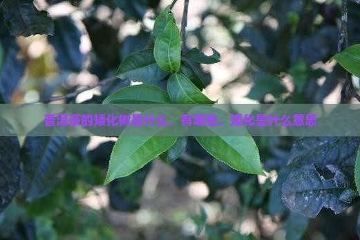 普洱茶的矮化树