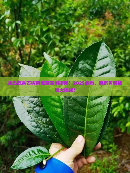 冰岛陈香古树普洱茶