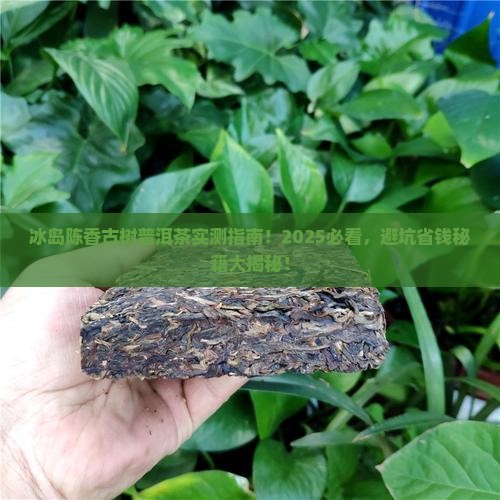 冰岛陈香古树普洱茶