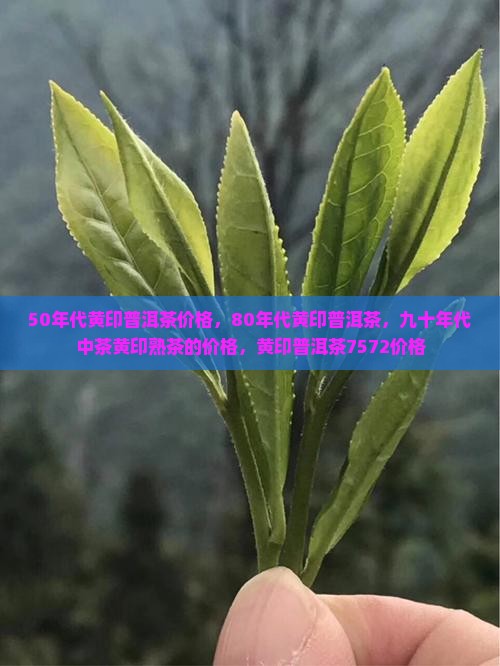 50年代黄印普洱茶价格