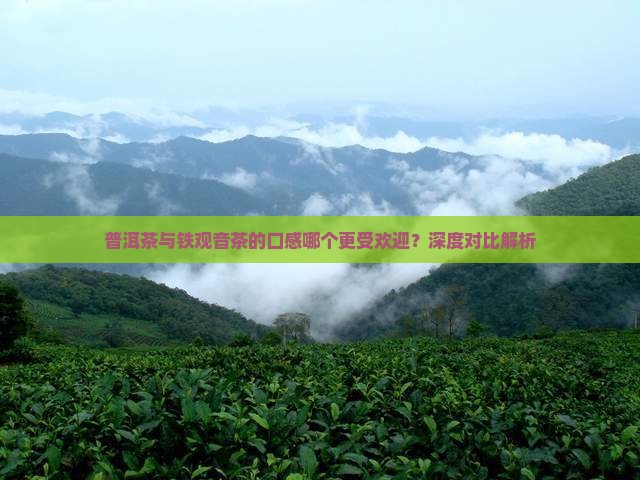 普洱茶与铁观音茶的口感