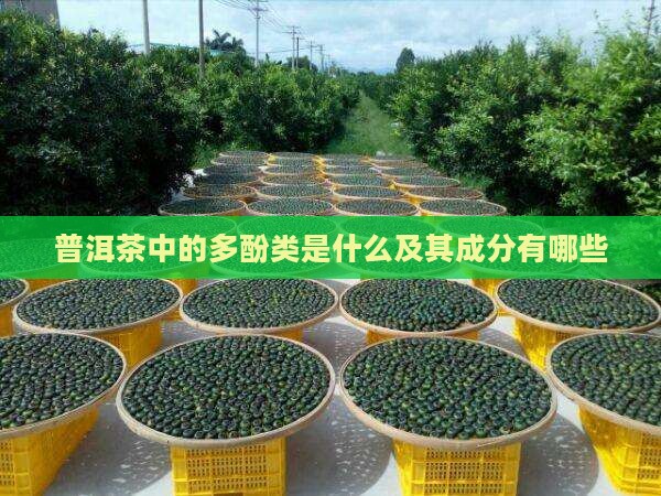 普洱茶中的多酚类