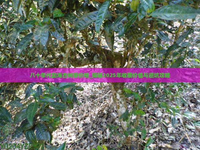 八十年代勐海古树茶价格