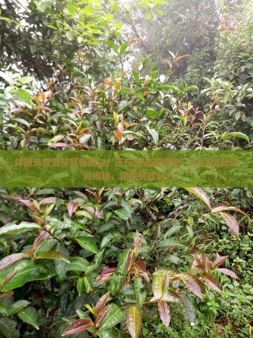 体道长普洱茶品懂闻过