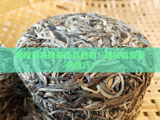 老班章发酵茶是真的吗