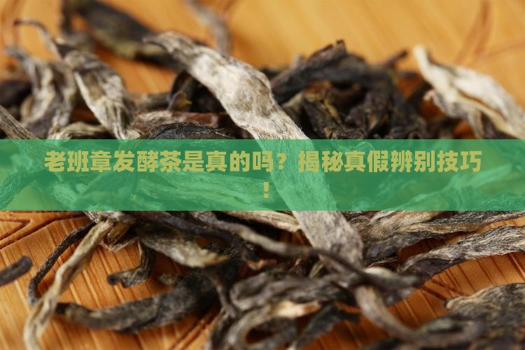 老班章发酵茶是真的吗