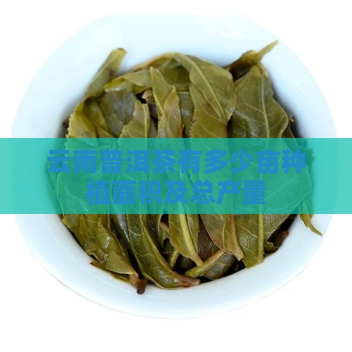 云南普洱茶有多少亩
