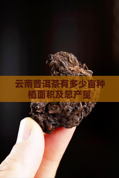 云南普洱茶有多少亩