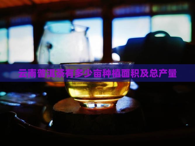 云南普洱茶有多少亩