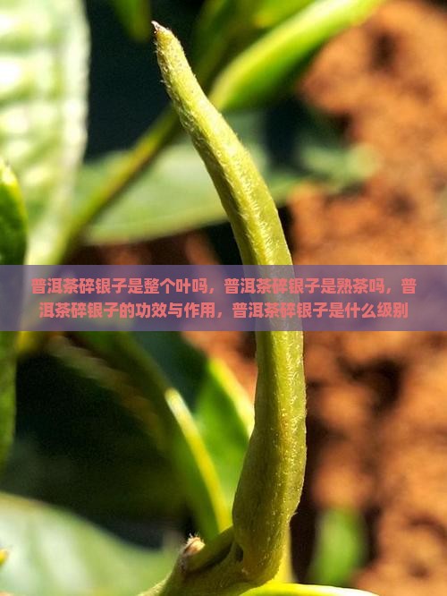普洱茶碎银子是整个叶吗