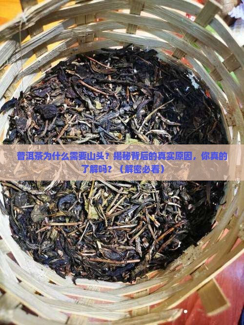 普洱茶为什么需要山头