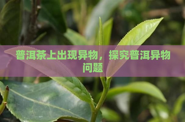 普洱茶上出现异物