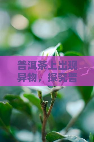 普洱茶上出现异物