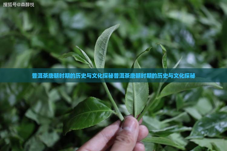 普洱茶唐朝时期
