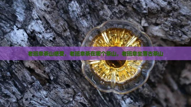 老班章茶山感受