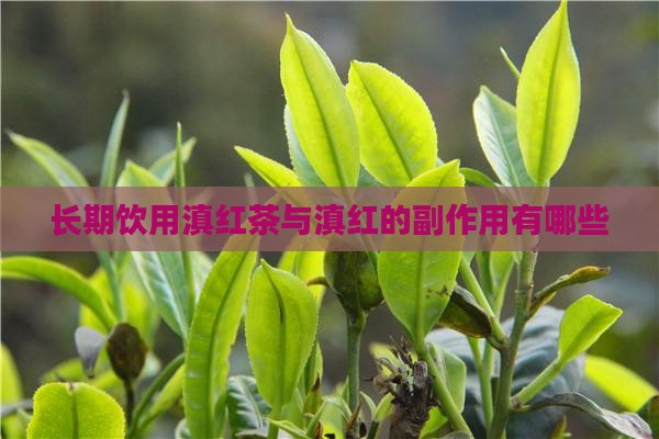 滇红茶好不好绿茶的副作用有哪些 滇红茶好不好绿茶的副作用有哪些