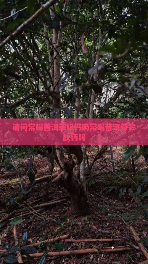 请问常喝普洱茶吸钙吗