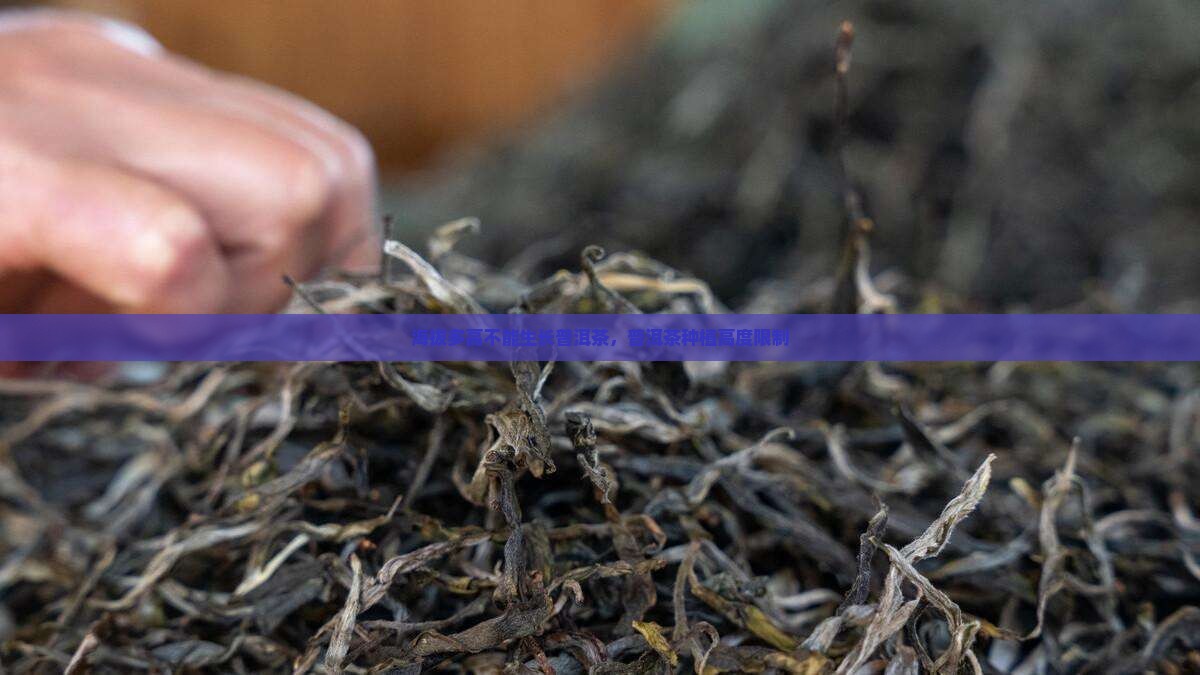 海拔多高不能种普洱茶