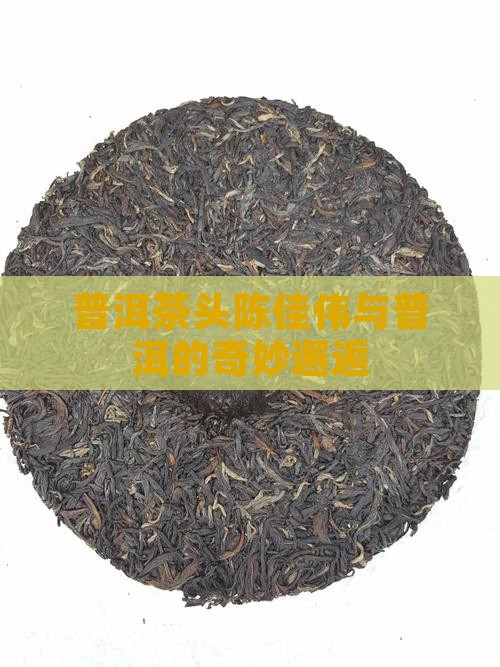 普洱茶头陈佳伟