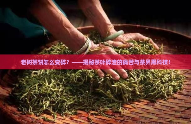 老树茶饼怎么变碎