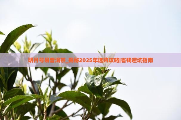 明月号易普洱茶