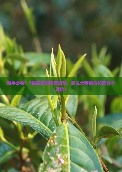 普洱茶如何分辨糯香还是浓香 普洱茶如何分辨糯香还是浓香