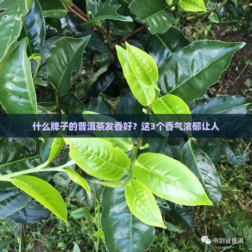 什么牌子的普洱茶发香好 什么牌子的普洱茶发香好