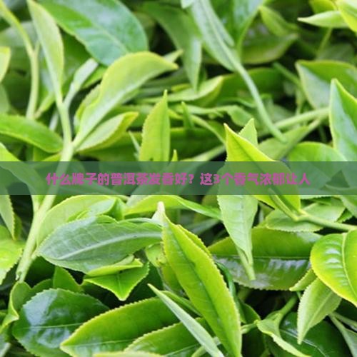 什么牌子的普洱茶发香好 什么牌子的普洱茶发香好