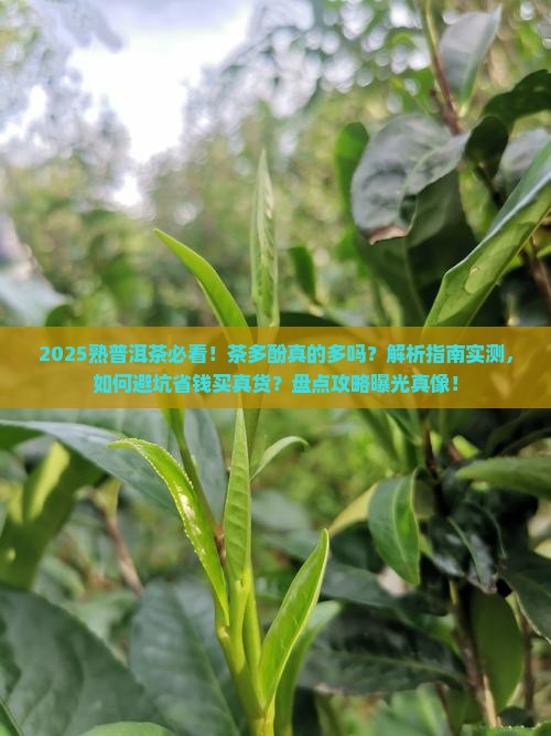 熟普洱茶里有茶多酚