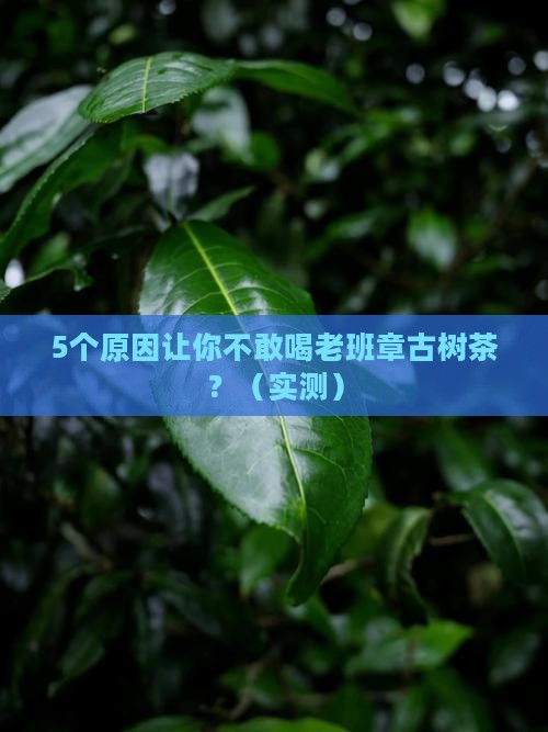 翡翠老班章古树茶