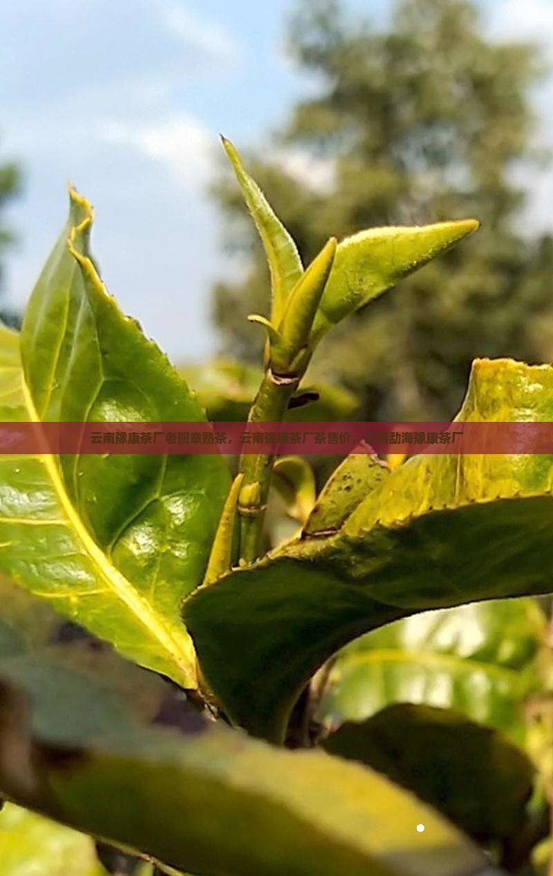 云南豫康茶厂老班章熟茶