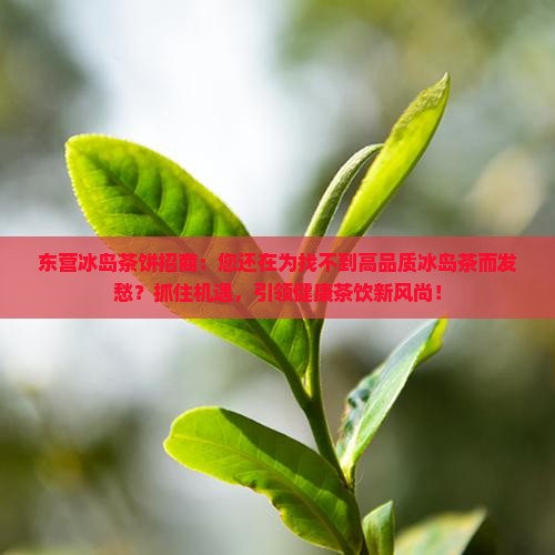 东营冰岛茶饼招商