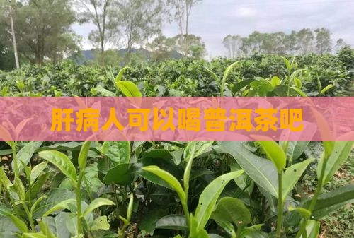 肝病人可以喝普洱茶吧