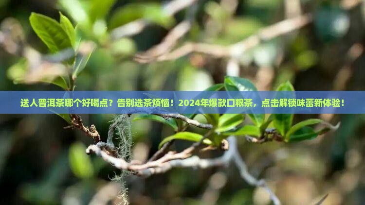 送人普洱茶哪个好喝点