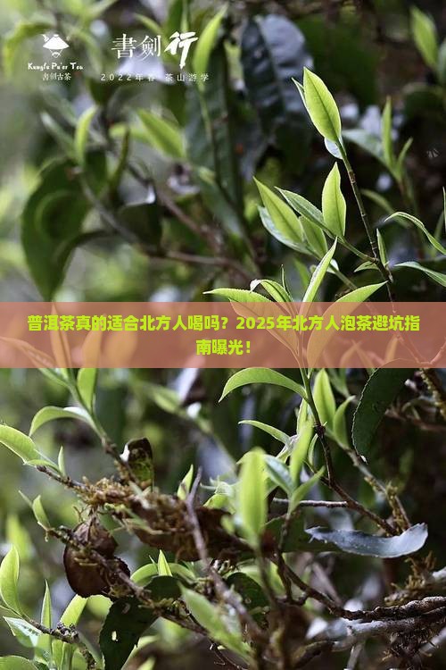 普洱茶适合北方人泡吗 普洱茶适合北方人泡吗