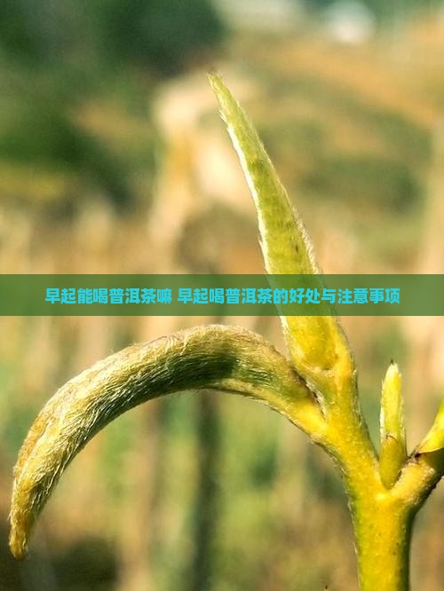早起能喝普洱茶嘛