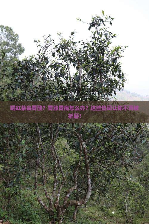 喝红茶会胃酸怎回事
