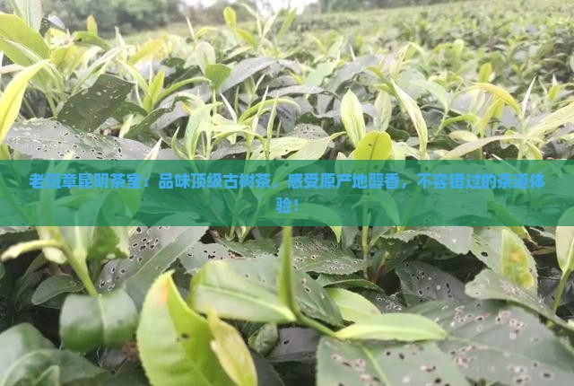老班章昆明茶室