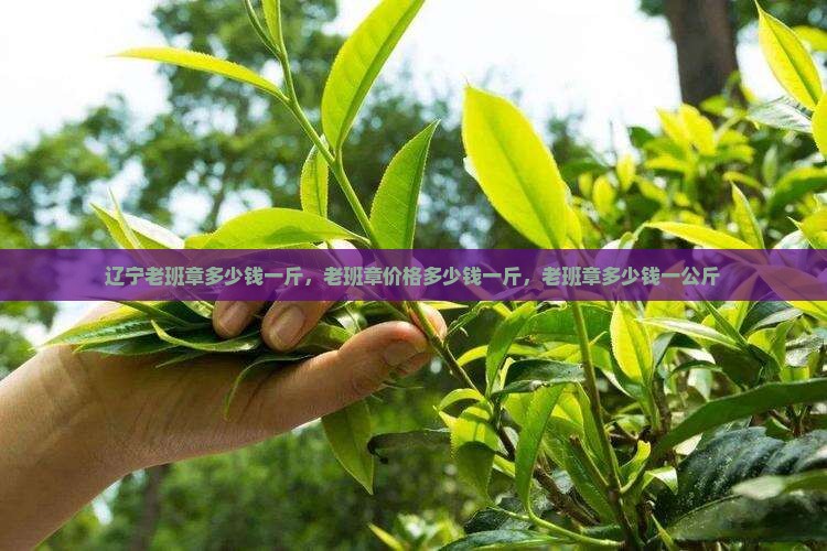 辽宁老班章多少钱一斤