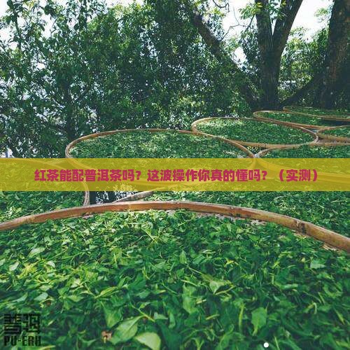 红茶可以放普洱茶吗
