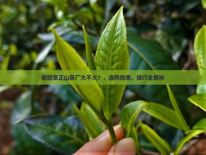 老班章正山茶厂大不大