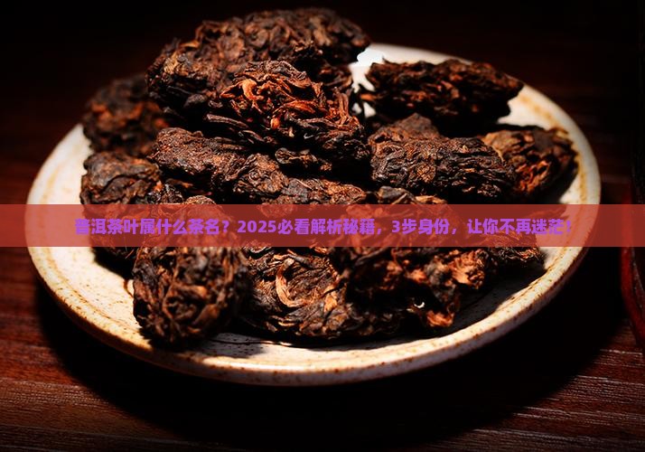 普洱茶叶属什么茶名