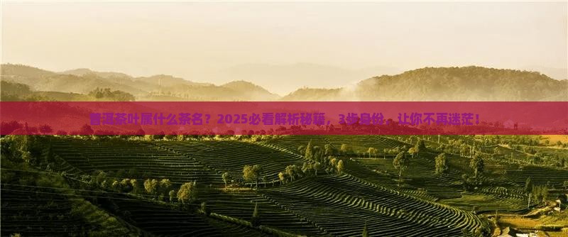 普洱茶叶属什么茶名