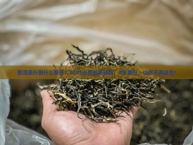 普洱茶叶属什么茶名