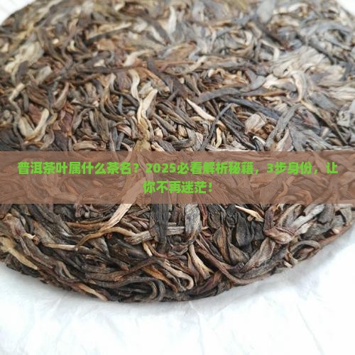 普洱茶叶属什么茶名
