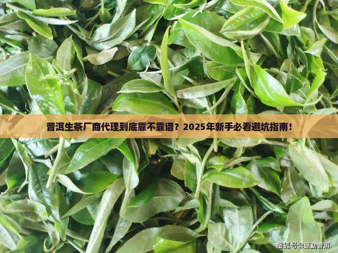 普洱茶生茶厂商代理