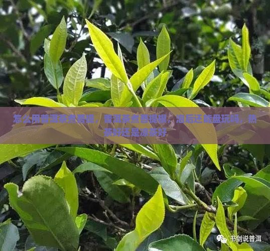 怎么用普洱茶煮菩提 怎么用普洱茶煮菩提