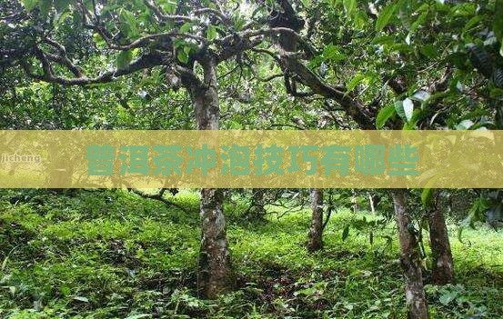 普洱茶冲泡技巧有哪些