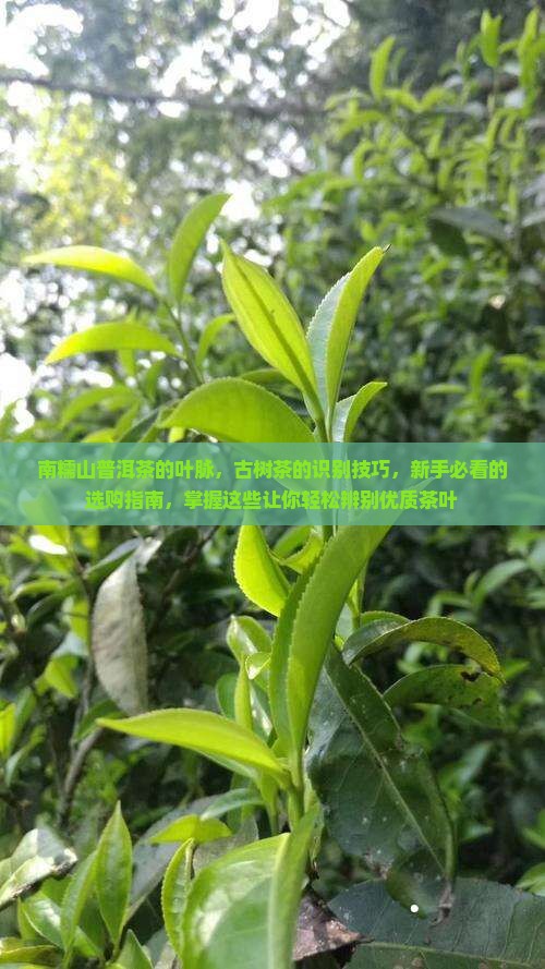 南糯山普洱茶的叶脉